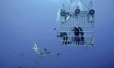 beautiful places where you can swim with sharks