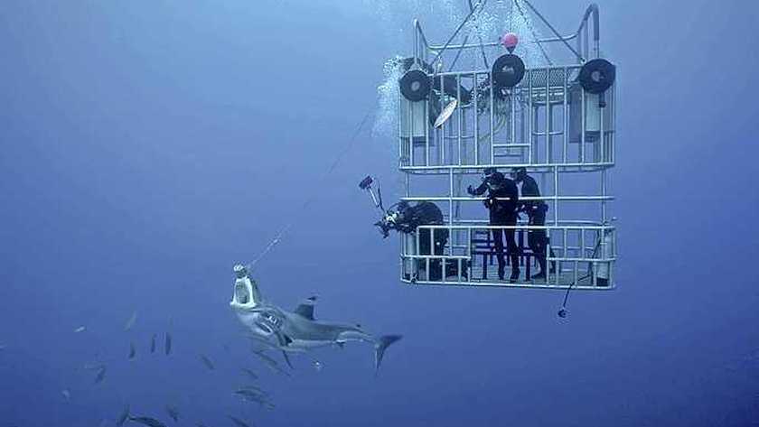 beautiful places where you can swim with sharks