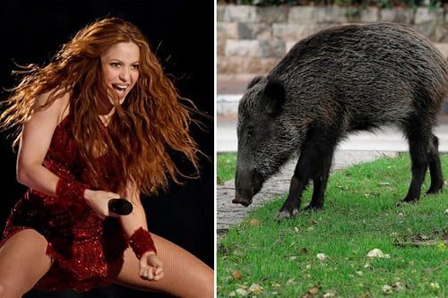 Shakira attacked and robbed by wild boar 