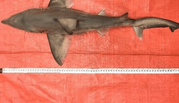 Rare shark off the coast of South America