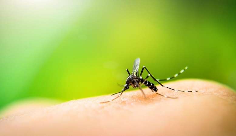 Ministry of Health releases new data on deaths from dengue