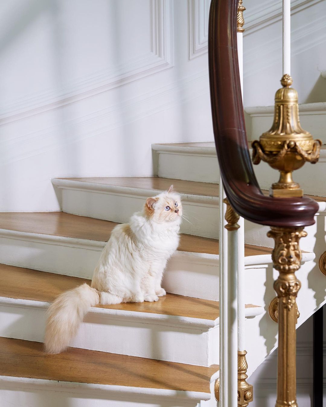 Choupette became a digital influencer and lives in luxury.  Playback/Instagram