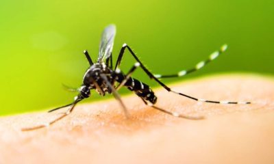 First death from dengue is confirmed in the city of