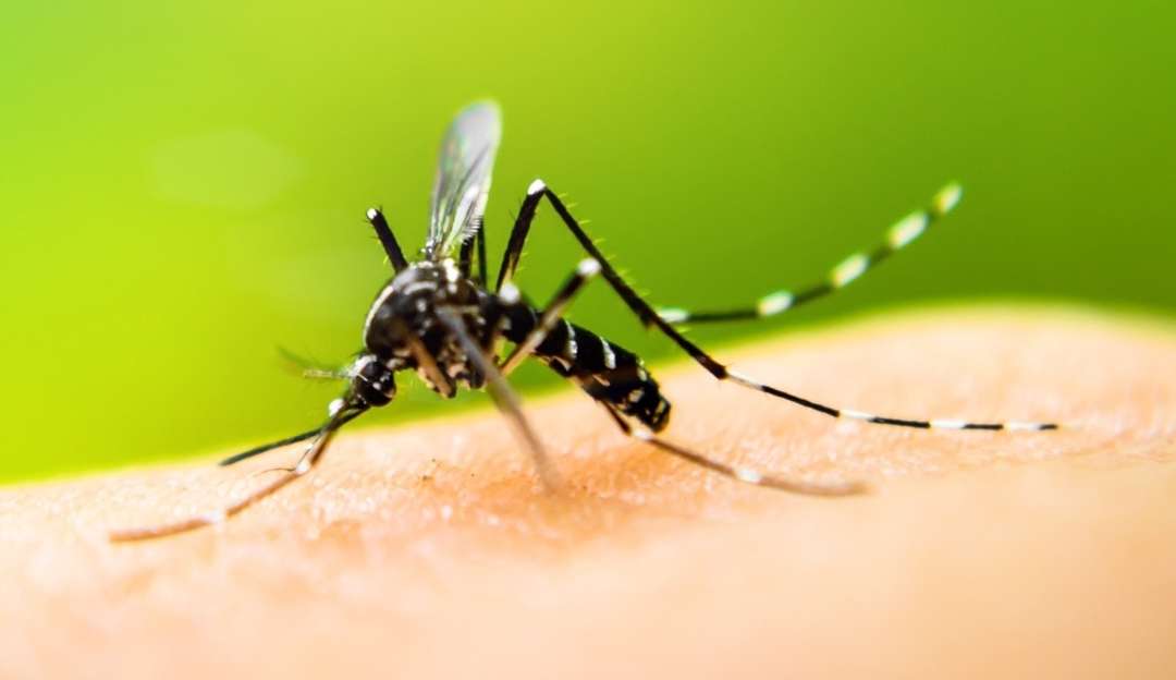 First death from dengue is confirmed in the city of