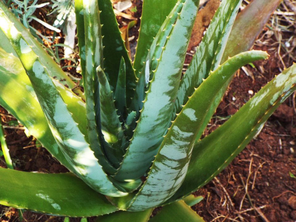 How to have Babosa at home, also known as Aloe Vera