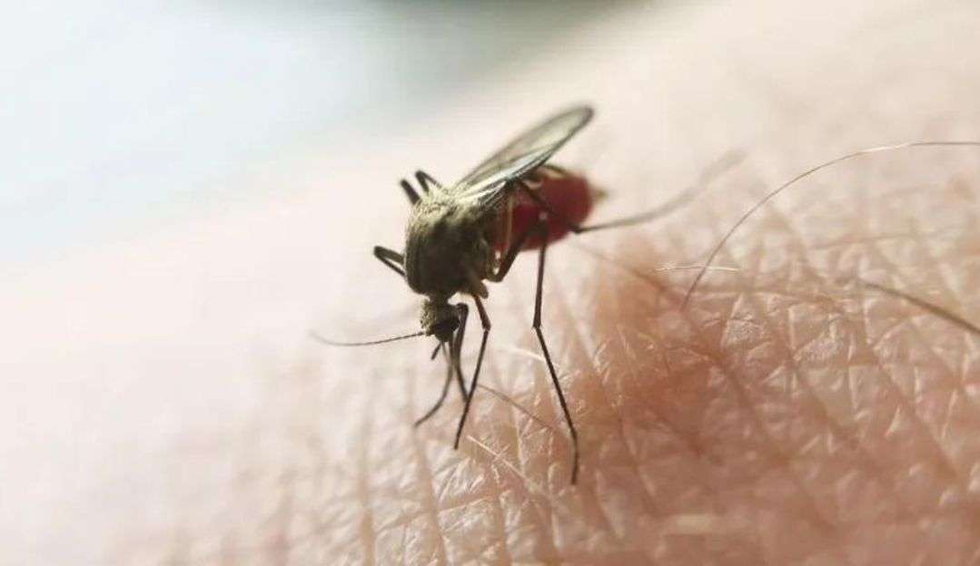 Ministry of Health launches campaign against malaria