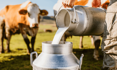 Find out why drinking milk straight from a cow is