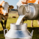 Find out why drinking milk straight from a cow is
