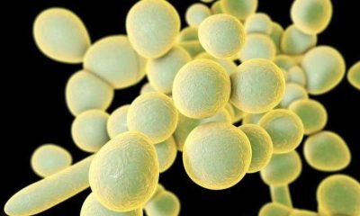 Brazilians infected with superfungus remain hospitalized in Pernambuco