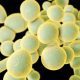 Brazilians infected with superfungus remain hospitalized in Pernambuco
