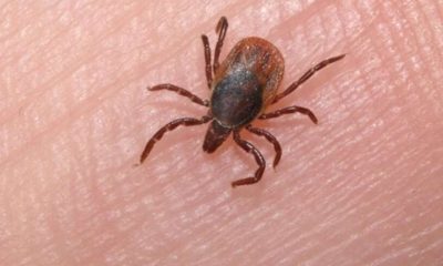 Spotted fever has a high lethality rate and reaches 75%