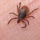 Spotted fever has a high lethality rate and reaches 75%