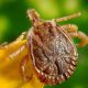 Rocky Mountain spotted fever; See the main symptoms and diagnosis