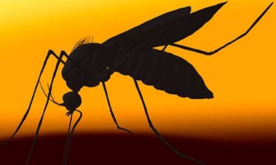Fifth death from dengue in Agudos (SP) shocks population! Learn
