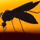 Fifth death from dengue in Agudos (SP) shocks population! Learn