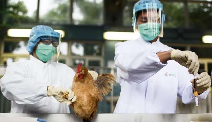 Highly pathogenic avian flu spreads in São Paulo: two more