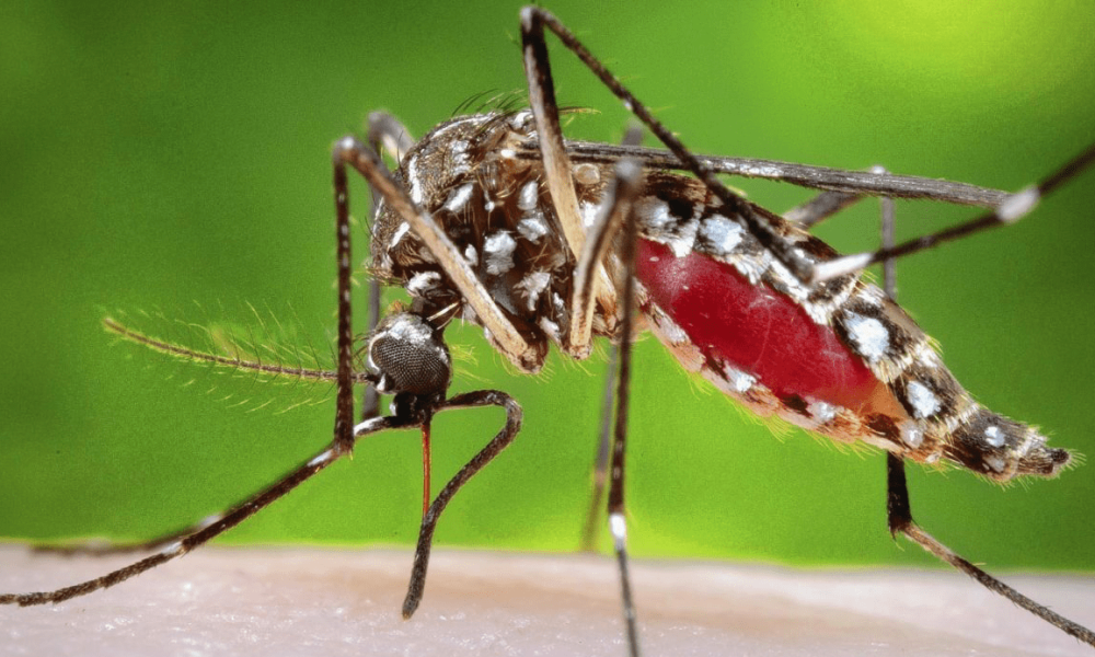 Fifth death from dengue in Agudos: Learn how to prevent