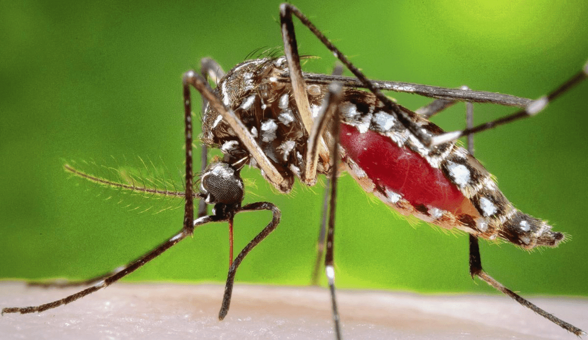 Fifth death from dengue in Agudos: Learn how to prevent