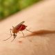 Oropouche fever, a disease similar to Dengue, becomes a cause