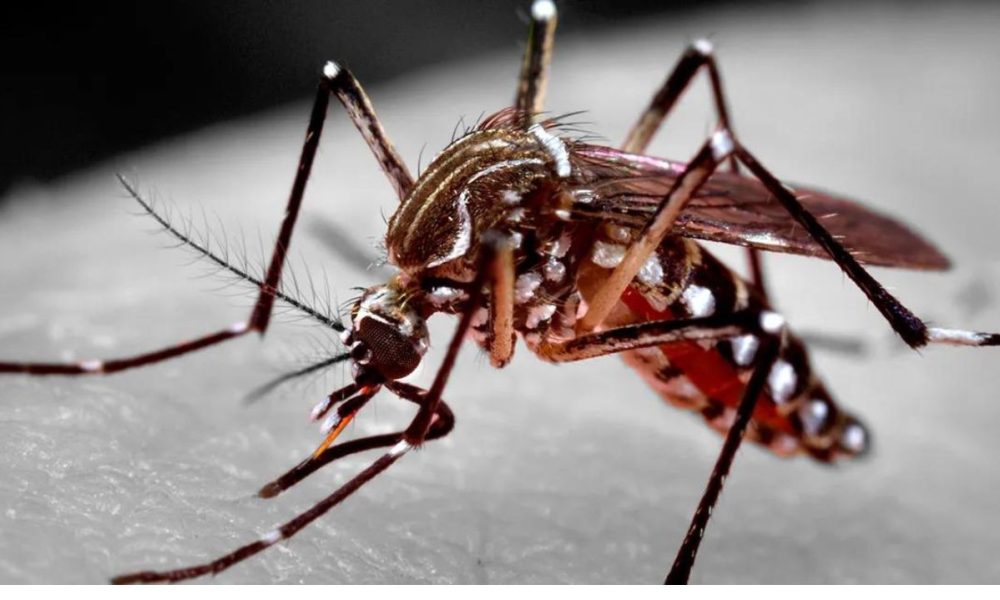 Research reveals the good adaptation capacity of Aedes aegypti