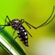 Brazilians create technology to predict dengue epidemics