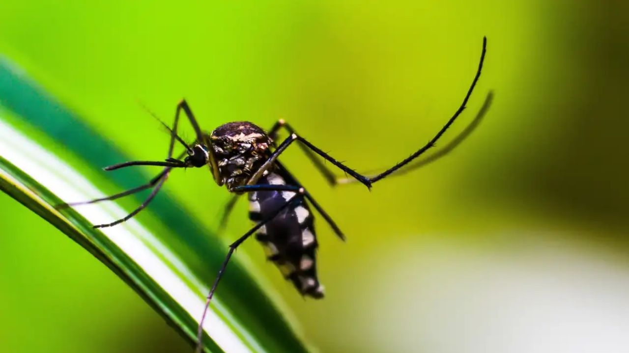 Brazilians create technology to predict dengue epidemics