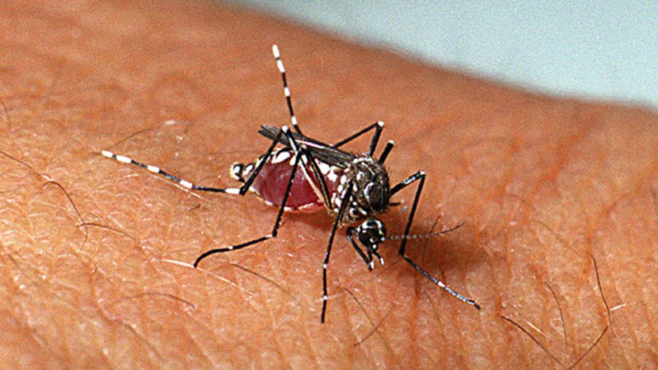 Dengue vaccination campaign has a list released by the Ministry