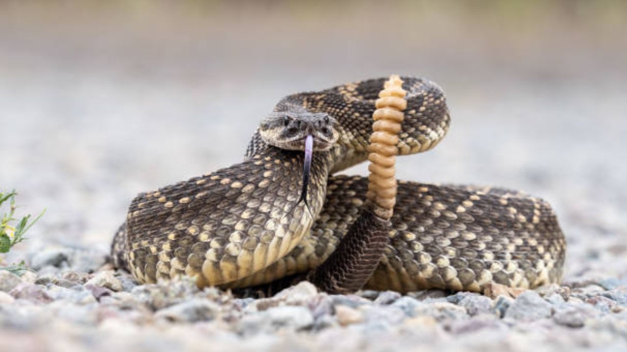Rattlesnake venom could be a new cancer treatment