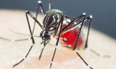 The dengue epidemic reaches its peak this week