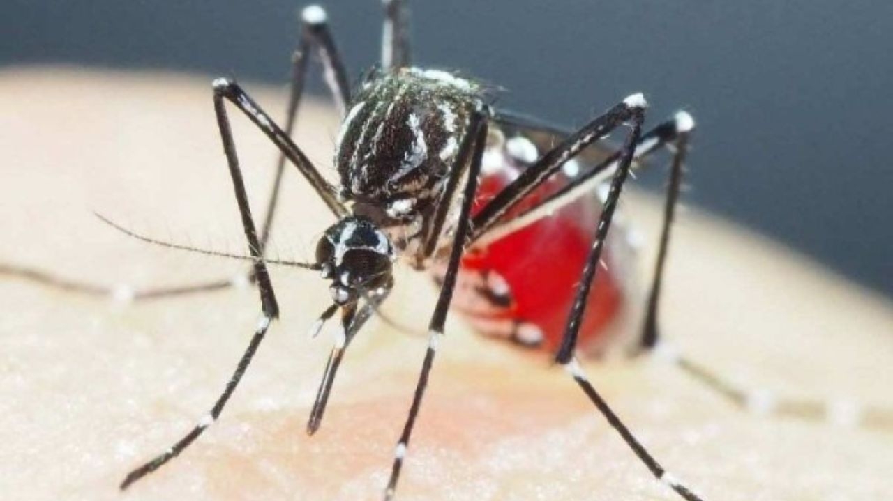The dengue epidemic reaches its peak this week