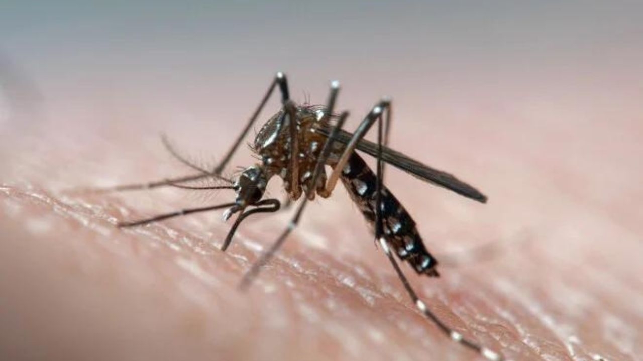 Brazil reaches record number of Dengue
