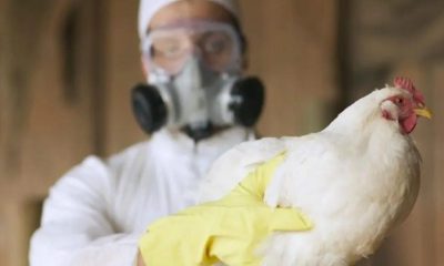 Second case of bird flu confirmed in Texas