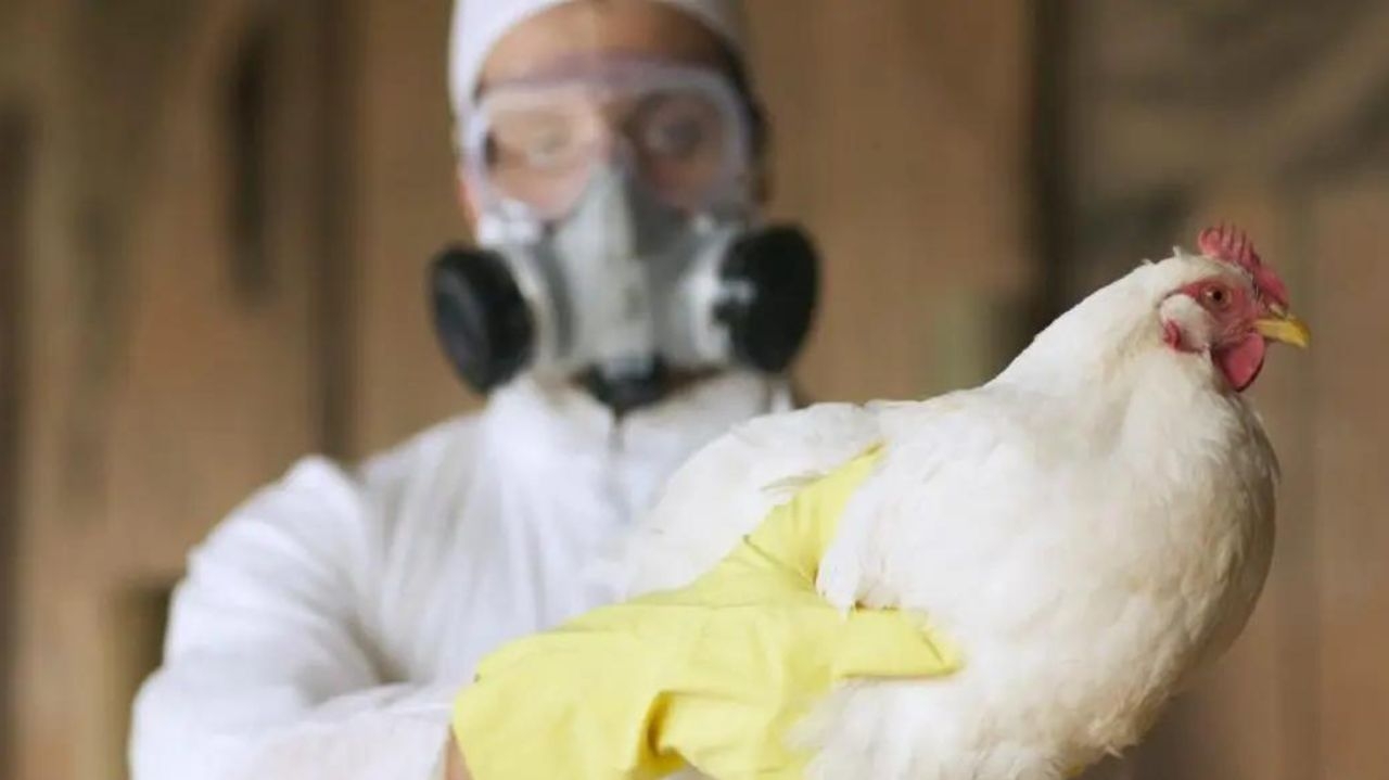 Second case of bird flu confirmed in Texas
