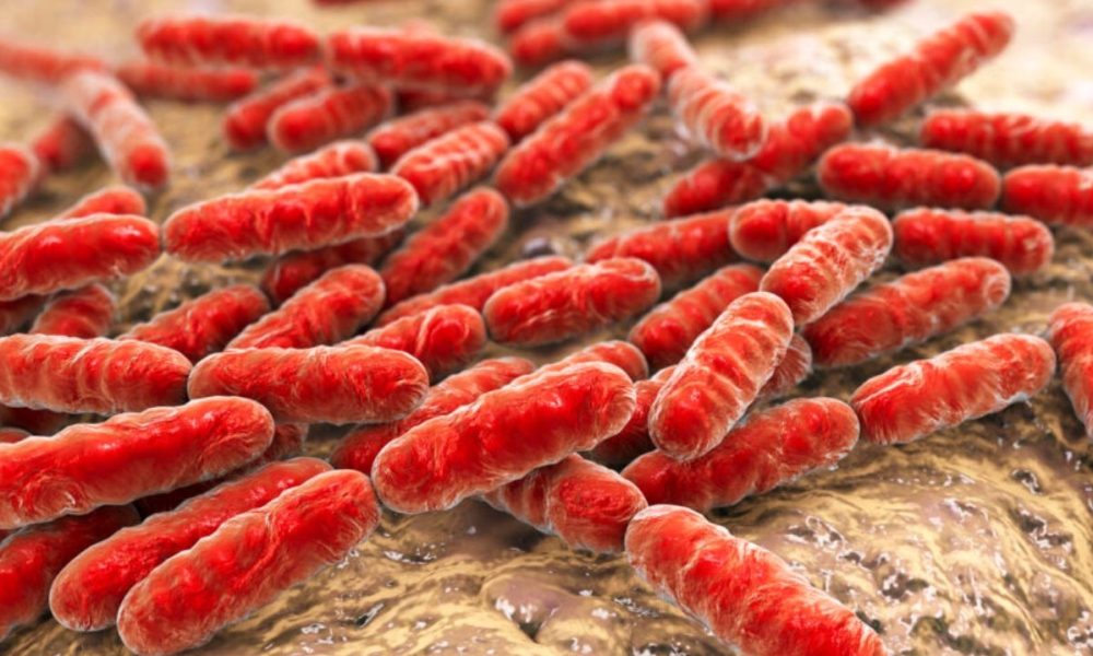 WHO updates the 15 most alarming bacteria for human health