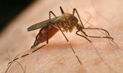 Ministry of Health confirms deaths from oropouche fever in Bahia